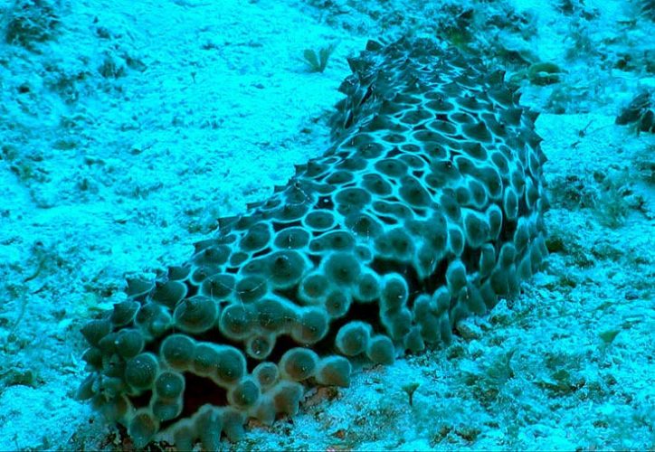 Sea Cucumber Cancer Treatment: Your Complete Guide