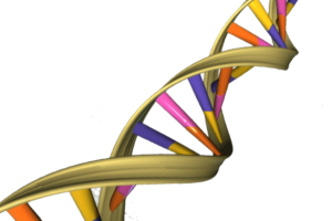 genetic dna double helix
