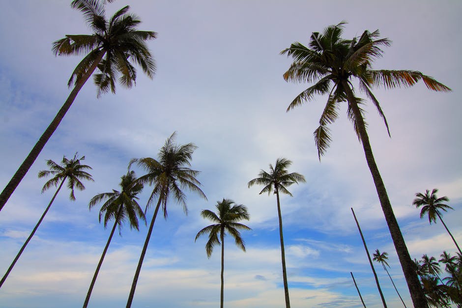 coconut oil comes from palm trees - endalldisease.com