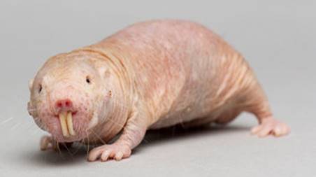 Naked mole rat long lifespan