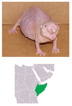 Naked mole rat native to eastern africa