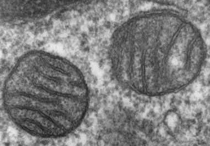 Two mitochondria, which are damaged during hearing loss and tinnitus